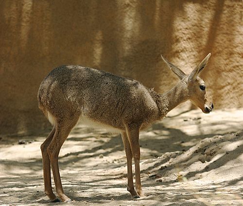 Grey rhebok